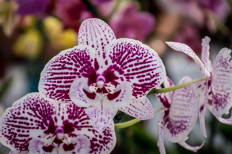 Trabalhador no cultivo de flores em vaso - Orquídeas